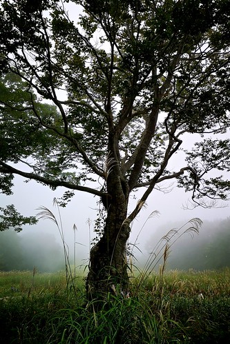 mist forest wood highland mountain tree huawei nagano niigata shinshu madarao