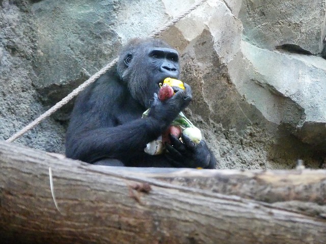Gorilla Dian, Zoo Frankfurt