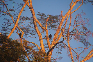 5-315 Twee soorten gieren in boom