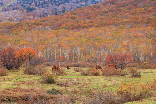 岩手県 八幡平市 安比高原 紅葉 fall fallcolors fallenleaves autumn autumnleaves autumncolors horses horse landscape view