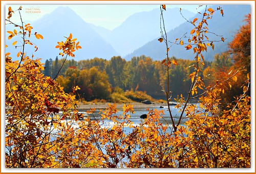 autumn fall fallcolors colors trees leaves mountains river wenatcheeriver cascades cascademountains leavenworth washington nature park waterfrontpark canon picmonkey