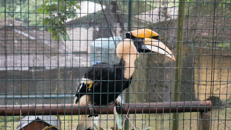Hornbill, KL Bird Park, Kuala Lumpur, Malaysia