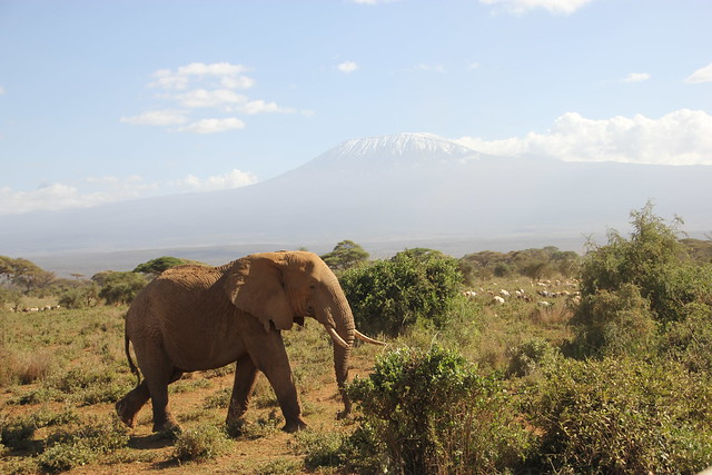 Hakuna Matata: Memorias de Africa - En construccion! - Blogs de Kenia - Dia 2: Comienza la aventura: primer contacto con Amboseli (10/02/2018) (18)