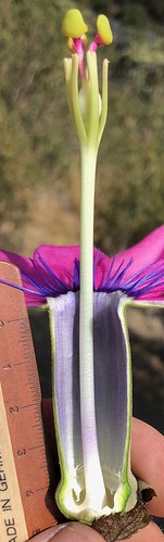 bolivia passifloraceae plant richhoyer