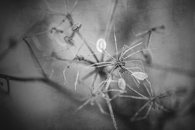 2018.09.24_267/365 - abstraction with seeds