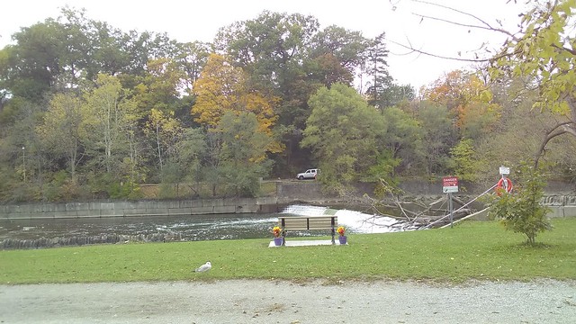 Seagull #toronto #homesmithpark #humberriver #fall #autumn #path #birds #seagull #latergram