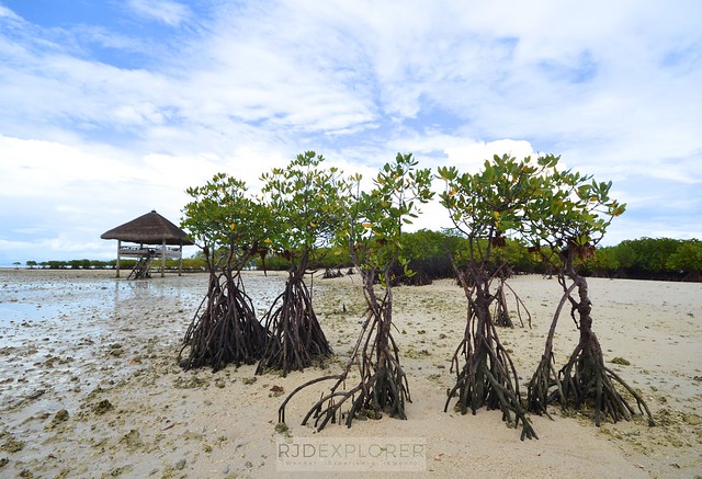 masbate itinerary diy mangroves buntod reef