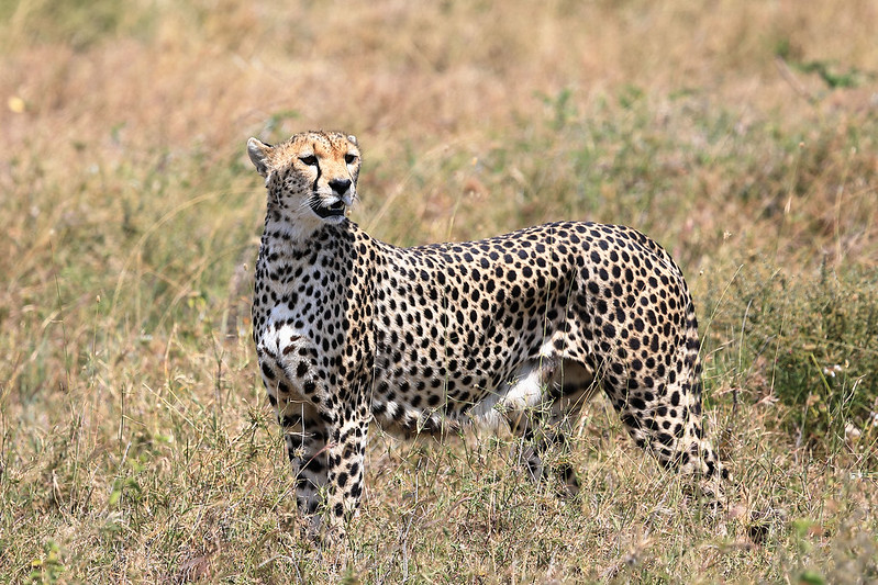 Cheetah scanning for prey