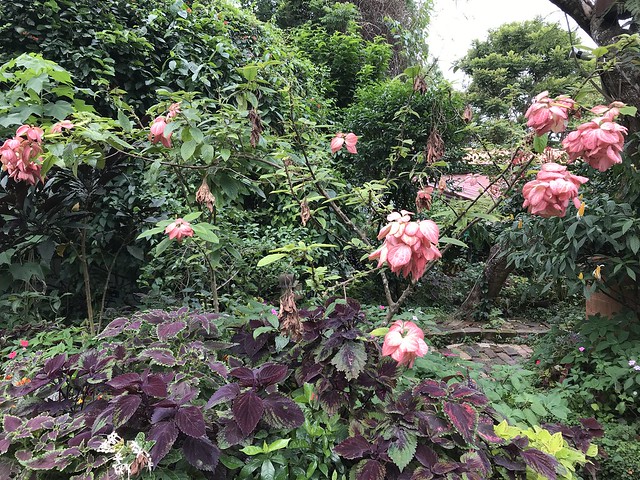 Sonya's Garden,  rosal