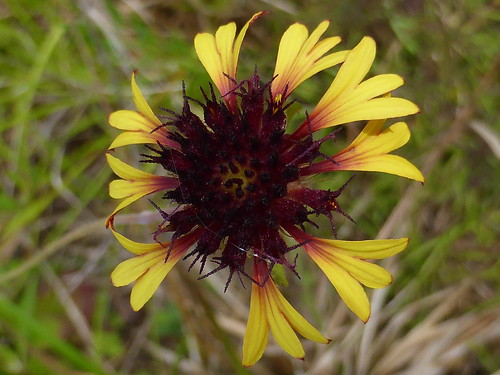 bumpnoseglade coreopsisaestivalis jacksoncounty lanceleafblanketflower