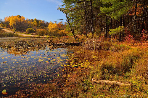 caneadea newyork unitedstates pond bog hanging colors fall autumn etbtsy nature landscape outdoors ny water bright sunny october happy scenic