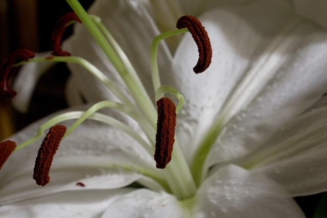 Casablanca lilies