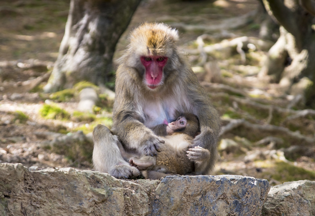 Japanese Macaque(Snow Monkey)