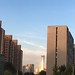 早晨，北京第一高楼中国樽反射着阳光，表面像镀了一层金，这个镀金时代