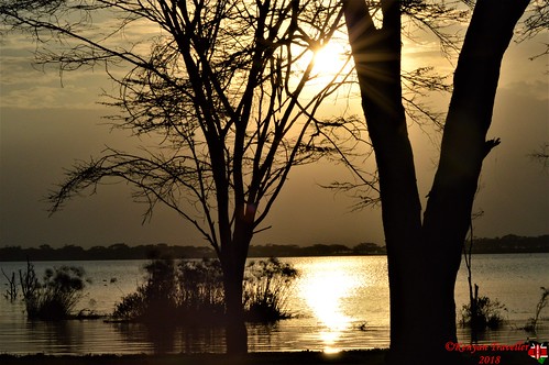 tree lake lakenaivasha water sky sunset gold naivasha riftvalley kenya