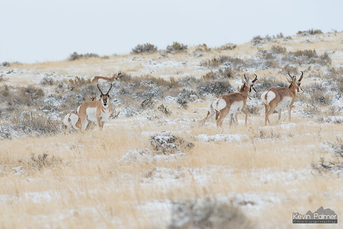 october fall autumn nikond750 snow snowy cold cloudy overcast pronghorn antelope wildlife animals herd sagebrush mcculloughpeakswildhorserange evening nikon180mmf28 telephoto white