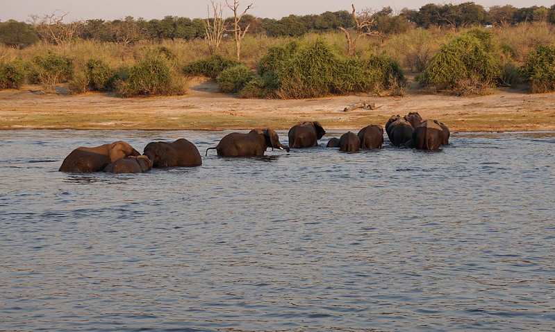 Chobe Riverfront: safari en 4x4 y crucero por el río - BOTSWANA, ZIMBABWE Y CATARATAS VICTORIA: Tras la Senda de los Elefantes (40)