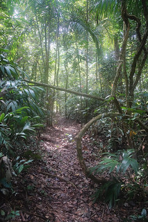 4-330 pad in jungle