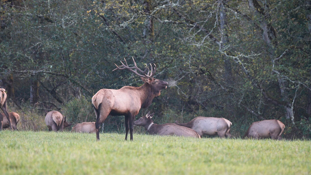 Elk calling (1 of 1)
