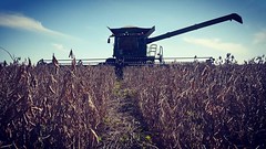 Schemper Harvesting 2018