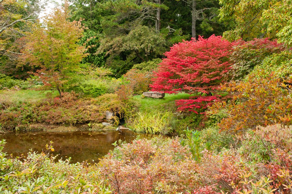 Wild Gardens Of Acadia Jungle Sheila Flickr