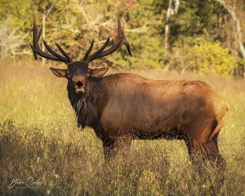 elk smoky mountain national park northcarolina tennessee wildlife bugle bull