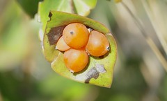 Evergreen Honeysuckle (Lonicera implexa) fruits ... - Photo of La Tour-sur-Orb