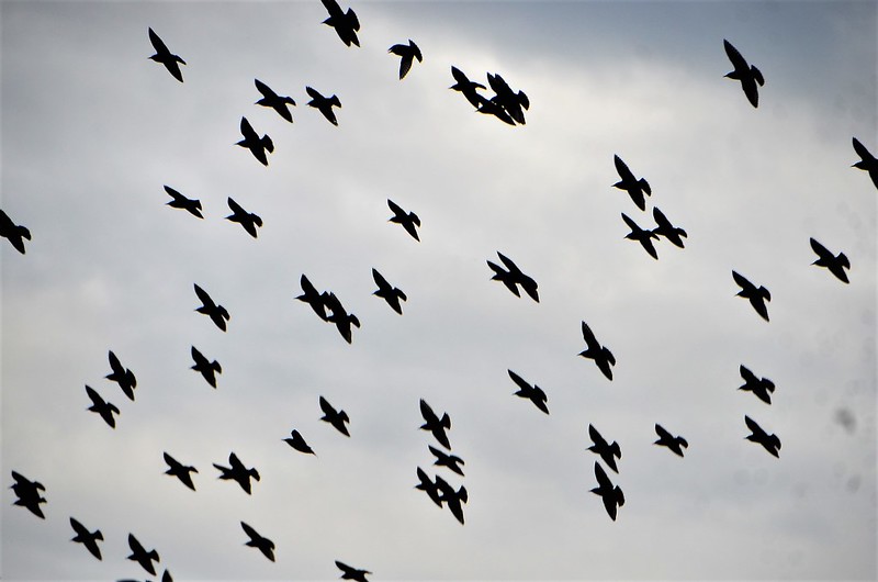 Flock of Crows 01.11 (5)
