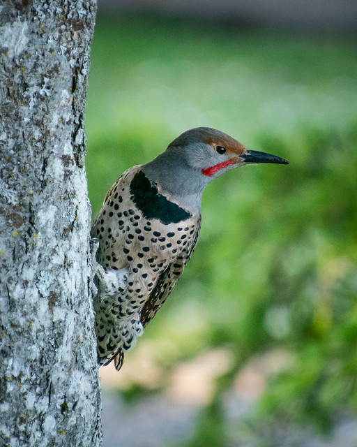 Red-shafted Northern Flicker