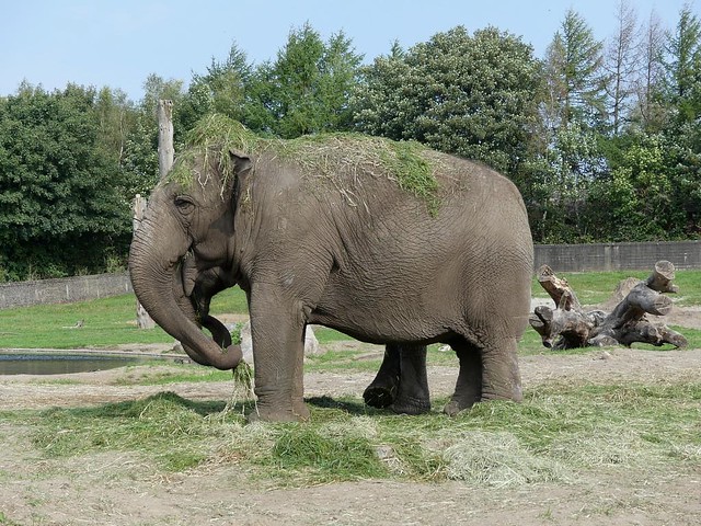 Asiatischer Elefant, Zoo Givskud