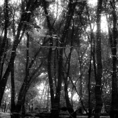 captaindanielwrightwoods d5000 dof nikon abstract blackwhite blackandwhite blur bw depthoffield dreamlike dreamy forest landscape monochrome natural noahbw reflection square summer trees water woods