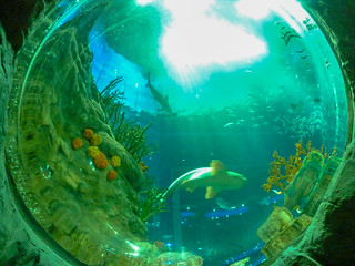 Photo 7 of 10 in the Aquarium gallery
