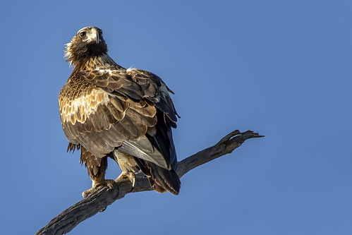 Wedge-tailed Eagle 2018-10-10 (7D_182A9403)
