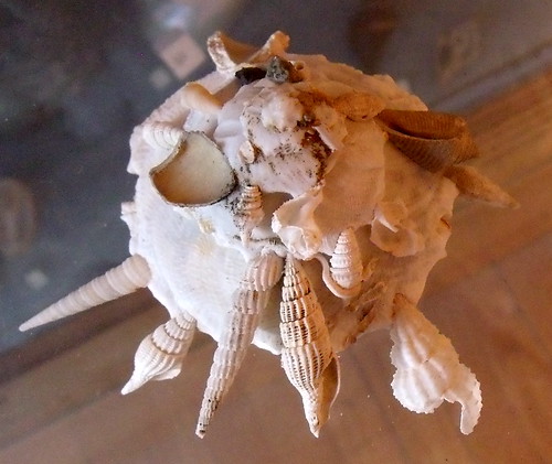 xenophora, bizarre reaper of other seashells