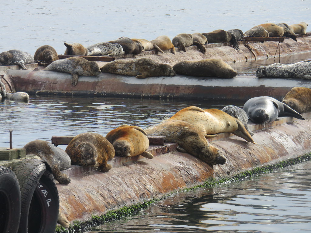 Seals at the Comox Marina.