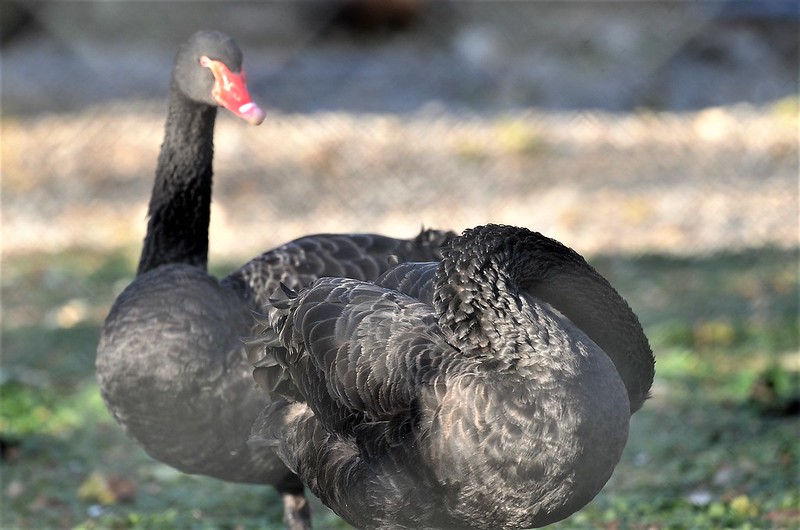 Black Swans 01.11 (3)