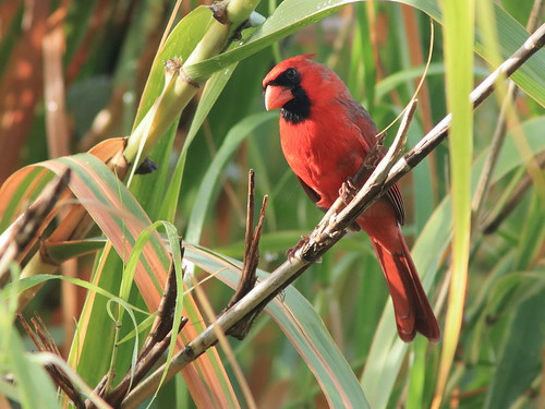 Northern Cardinal male 04-20181104