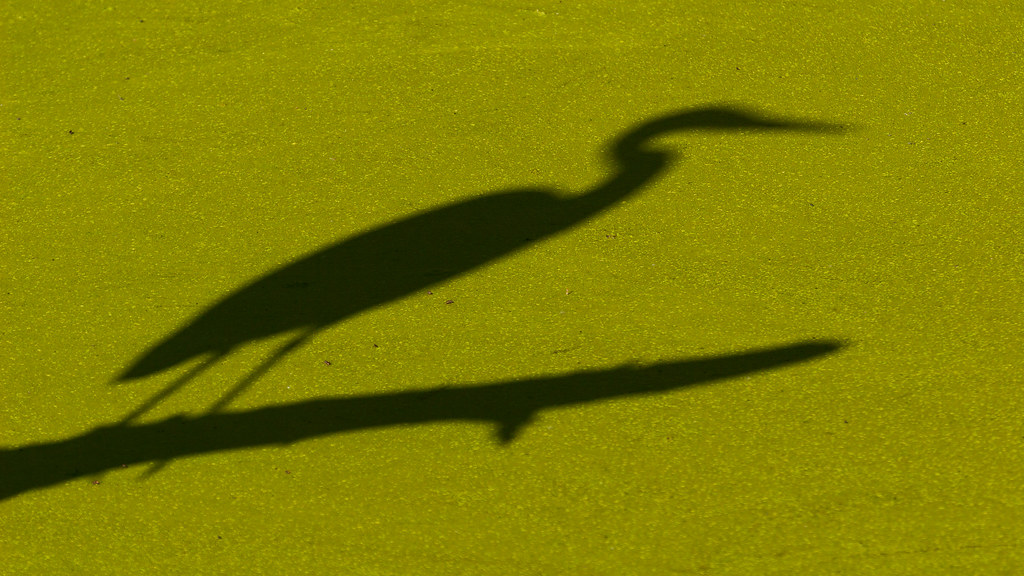 A great blue heron casts a long shadow as it perches above Bower Slough near the Kiwa Trail at Ridgefield National Wildlife Refuge