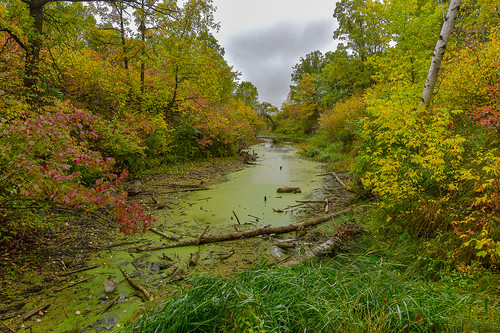 water autumn creek stephenfield fall algae cloudy dufferin manitoba canada ca