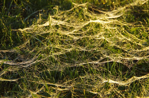 mist morning dawn sunrise sun shine light shadows trees nature pentaxart pentax art sundorne shrewsbury shropshire cobwebs spiders dew