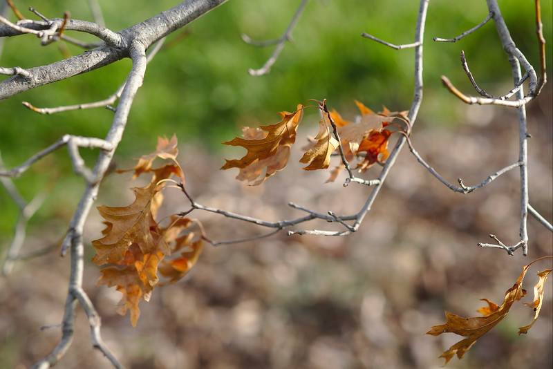 Autumn leaves in spring