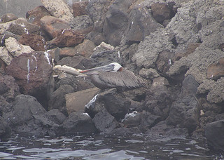 17-005 Bruine pelikaan