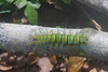 4-329 Giftige rups van Saturniid Caterpillar