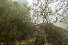 MAÏDO - Forêt tamarins - 07 10 18-12-HDR