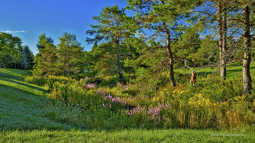 landscape creek trees sky tecumseth pines tottenham ontario wildflower goldenrod purple strife