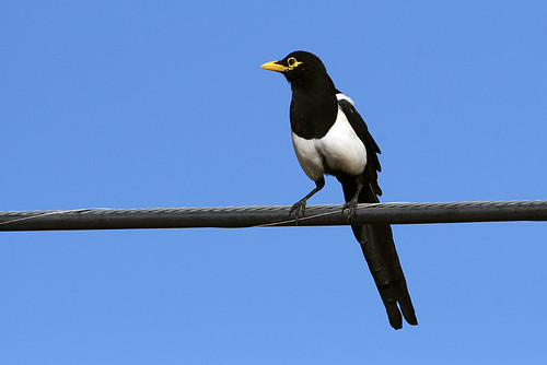 CA: Yellow-billed Magpie