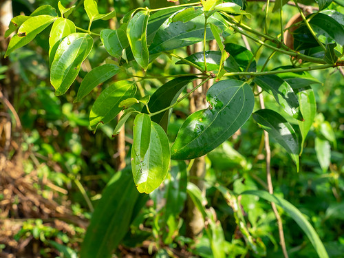sinharajaforestreserve cannelle srilanka continentsetpays asie asia lk lka réserveforestièredesinharâja southernprovince