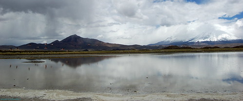 lago chungará aves parina paisaje naturaleza lauca parque parinacota arica