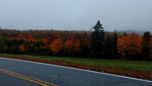 fall leaves trees fog foggy mist colors fallcolors leafpeeper usa maine waldocounty searsport