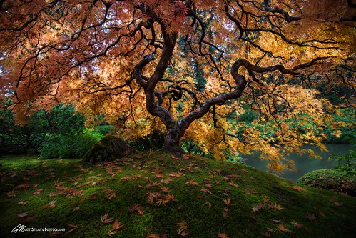 tree portland japanese japanesemaple maple color oreange fall autumn tripod landscape